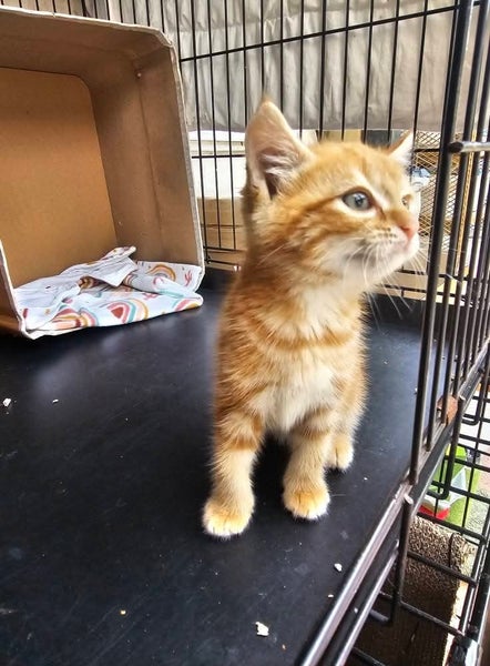Cheezel - Wcc Rescue Kitten Carousel 10