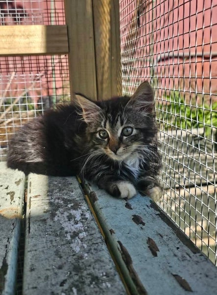 Madison - Wcc Rescue Kitten Carousel 2