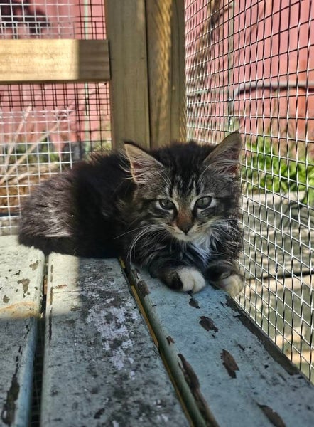 Madison - Wcc Rescue Kitten Carousel 1