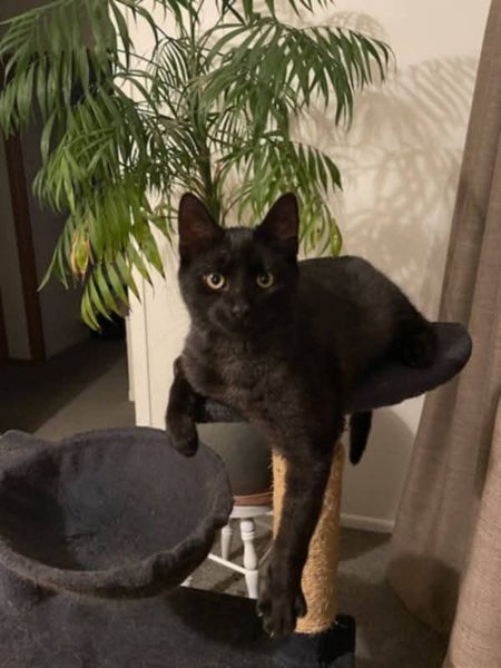 Monty - Wcc Rescue Cat Carousel 1