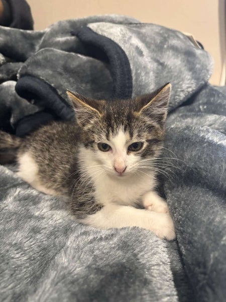 Leo - Wcc Rescue Kitten Carousel 1