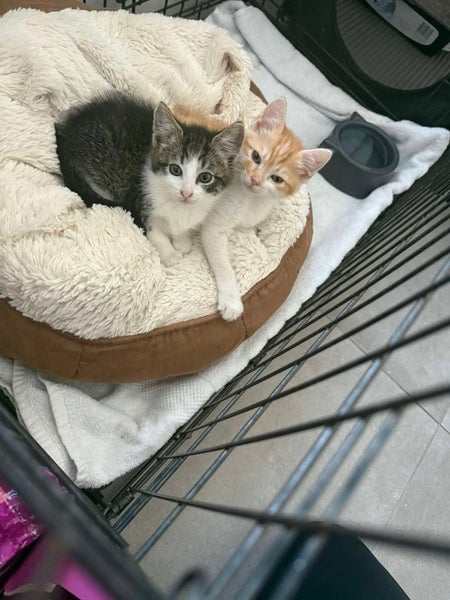 Leo - Wcc Rescue Kitten Carousel 2