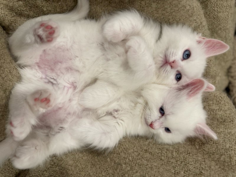 Pure White Ragdoll Kittens – 5 Weeks Old – Females Carousel 2