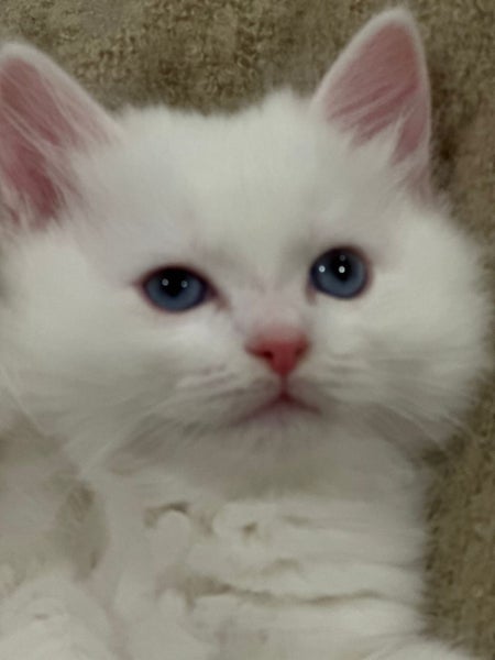 Pure White Ragdoll Kittens – 5 Weeks Old – Females Carousel 1