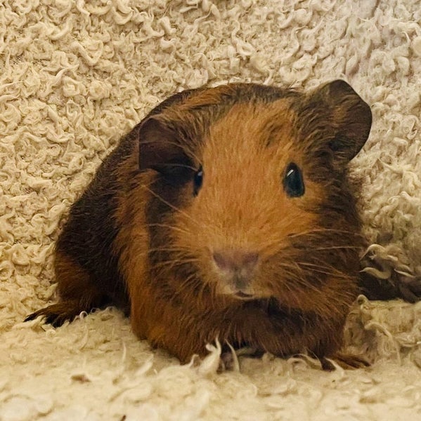 Guinea pig babies (2 male, 5 female) Carousel 1