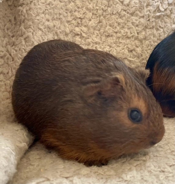 Guinea pig babies (2 male, 5 female) Carousel 2