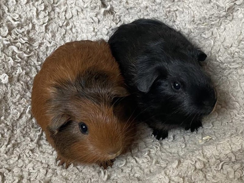 Guinea pig babies (2 male, 5 female) Carousel 10