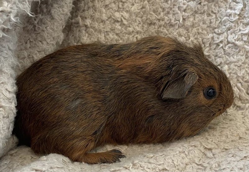 Guinea pig babies (2 male, 5 female) Carousel 2