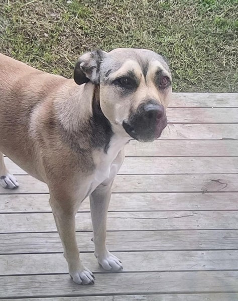 Kiki - Loving Home Needed by 17 May Carousel 1