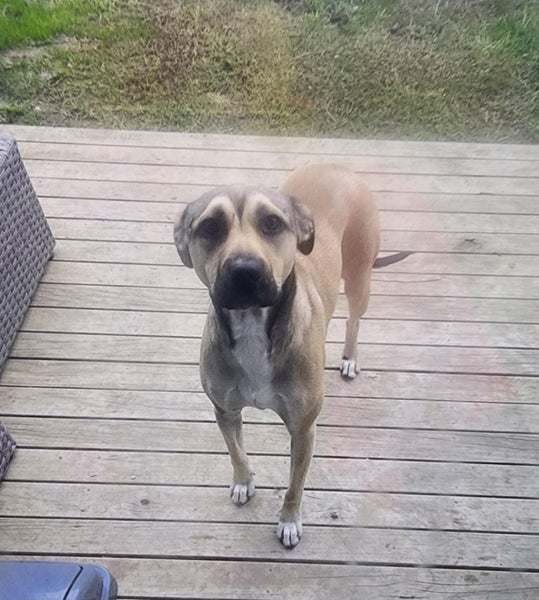 Kiki - Loving Home Needed by 17 May Carousel 2