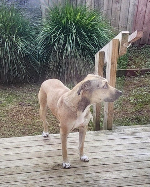 Kiki - Loving Home Needed by 17 May Carousel 4
