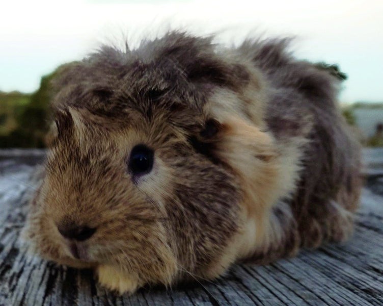 Guinea Pigs, Attractive and Healthy Carousel 1