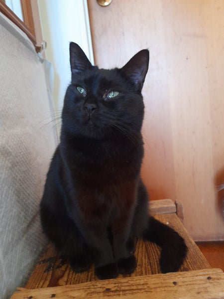 Brave Paws Cat Rescue - Cat - Mea Carousel 1