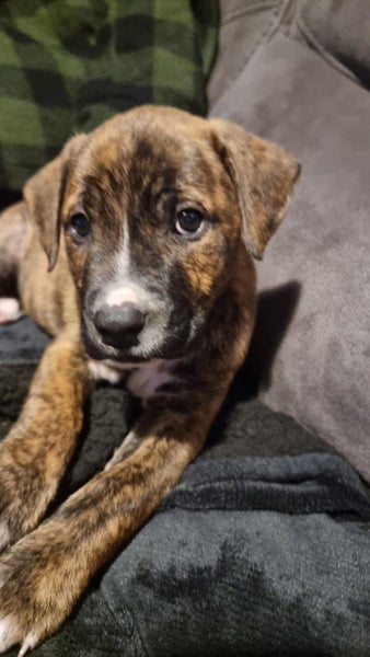 Red Nose Pitbull x staffy Carousel 3