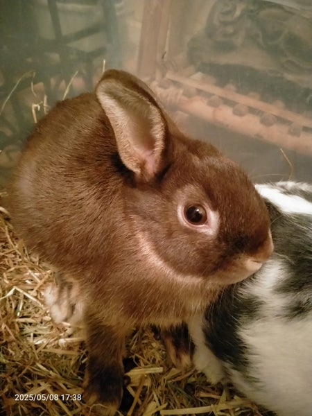 Pet bunnies Carousel 1