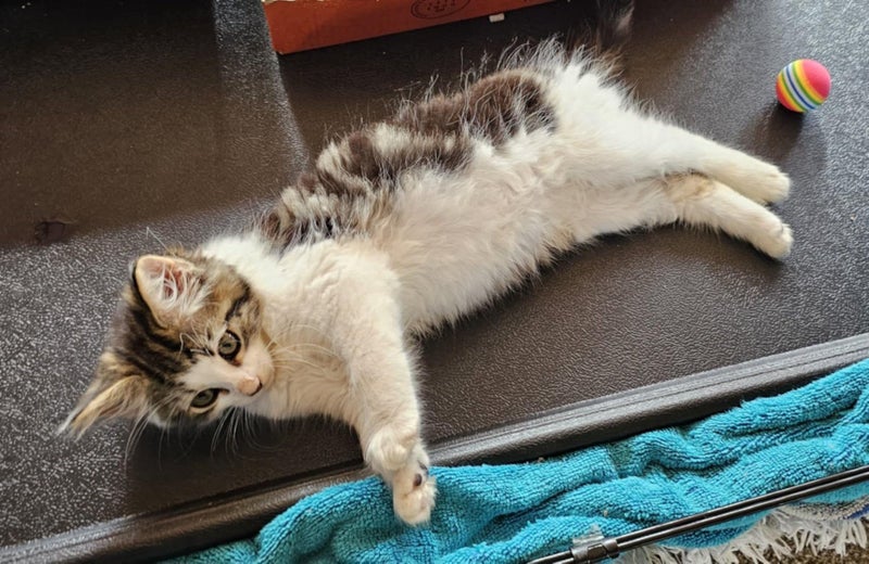 Kyle - Wcc Rescue Kitten Carousel 1