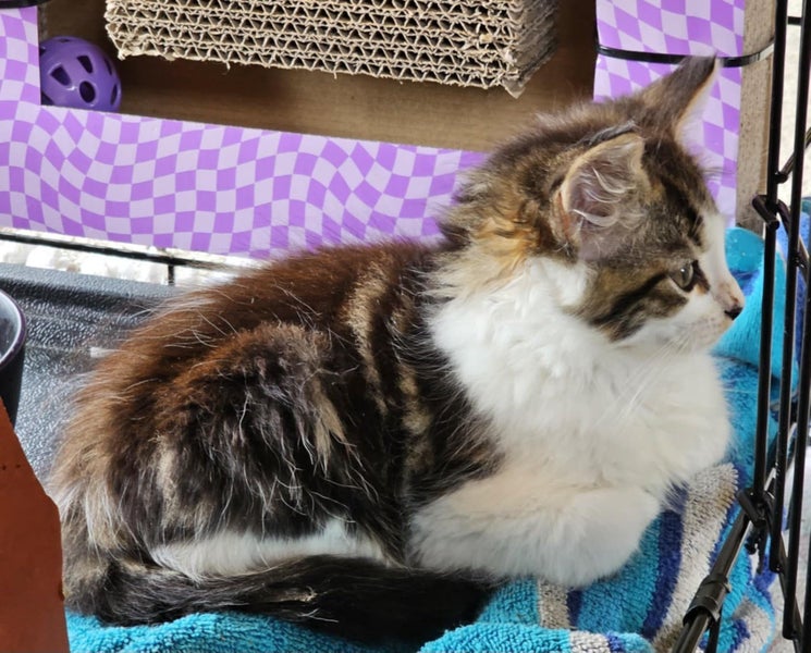 Kyle - Wcc Rescue Kitten Carousel 6