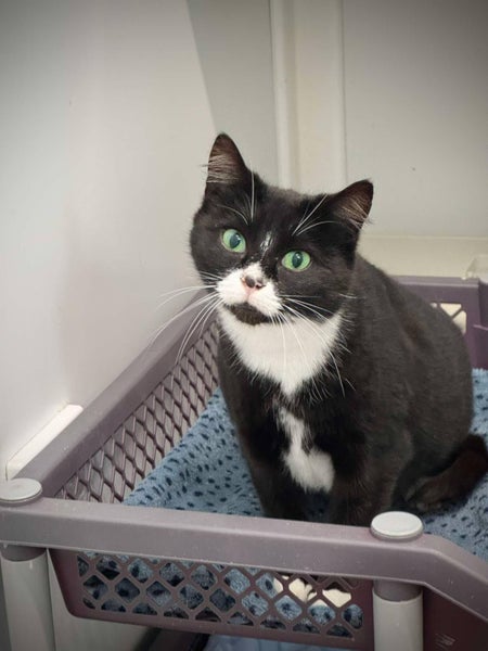 Found Woolston Friendly Black & White Female Spayed No Chip Carousel 2