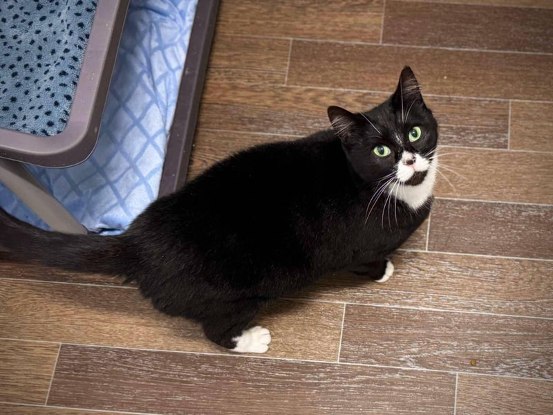 Found Woolston Friendly Black & White Female Spayed No Chip Carousel 5