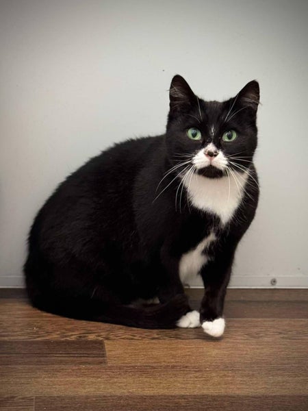 Found Woolston Friendly Black & White Female Spayed No Chip Carousel 1