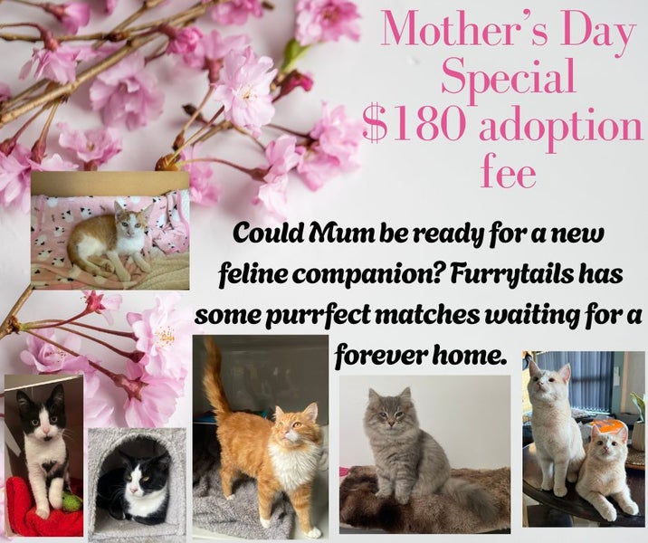 Kittens, teens & cats - Furrytails Kitten Rescue in Levin Carousel 1