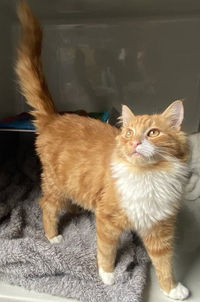 Red - Furrytails Kitten Rescue Carousel 1