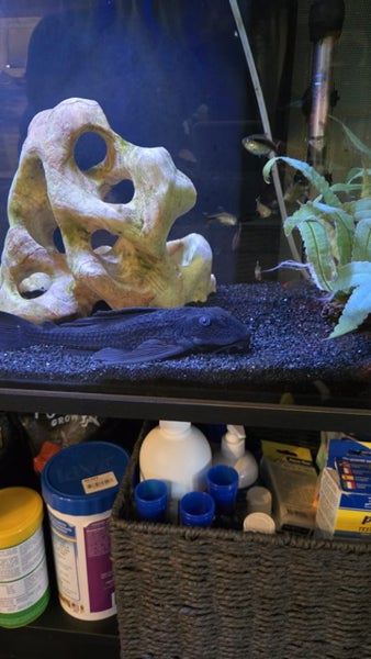 Fluval 123L fish tank and stand Carousel 8