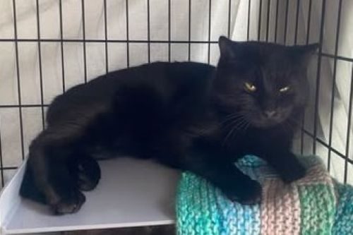 Kittens, teens & cats - Furrytails Kitten Rescue in Levin Carousel 16