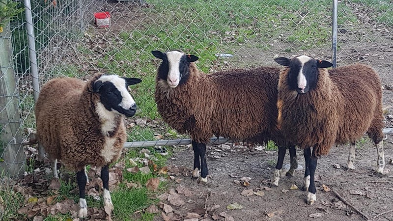 East Friesian Ram lambs Carousel 1