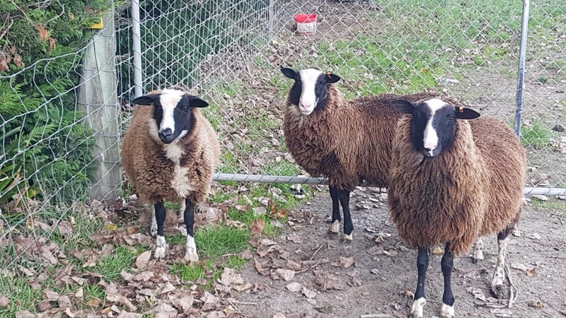 East Friesian Ram lambs Carousel 2