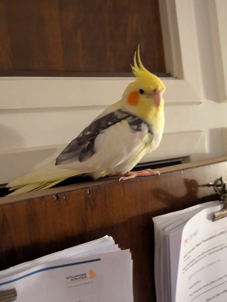 Found Cockatiel! Carousel 1