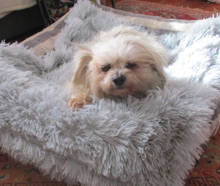 HUMANE SOCIETY RESCUE DOG - ALEXIS, a MALTESE X Carousel 1