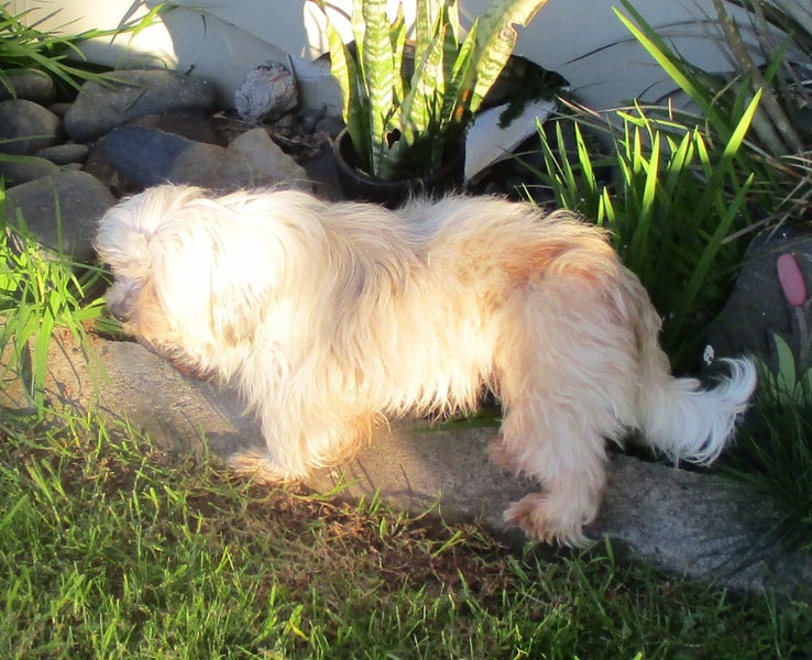 HUMANE SOCIETY RESCUE DOG - ALEXIS, a MALTESE X Carousel 2