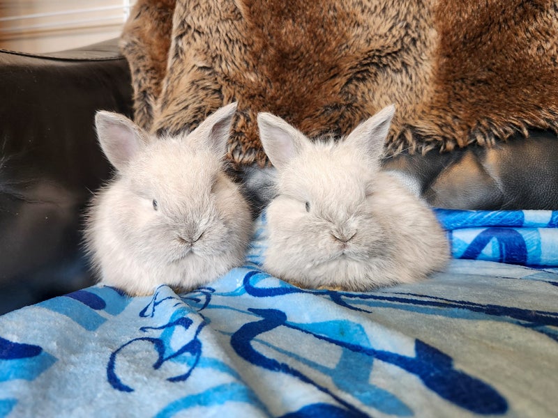 Pedigree English Angora Carousel 1