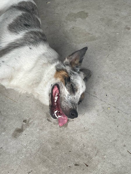Border Collie x Blue Heeler - Clover Carousel 2