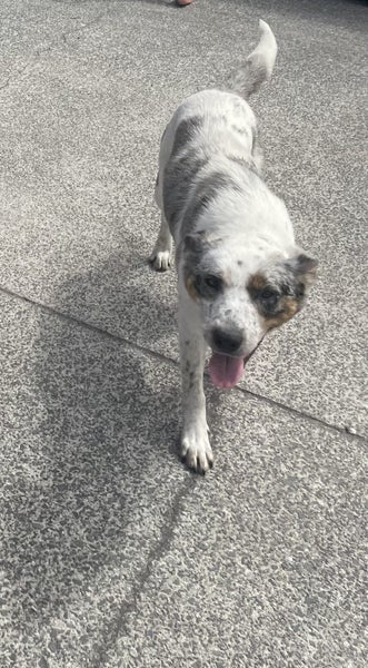 Border Collie x Blue Heeler - Clover Carousel 5