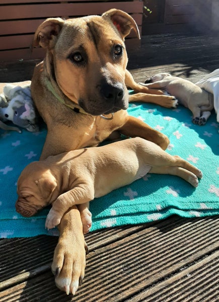 Sasha (Ellie's Canine Rescue & Rehome) Carousel 2