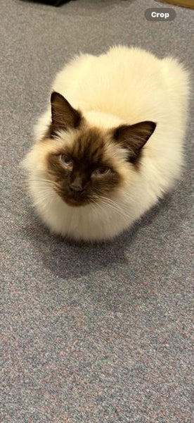 Rag Doll Cat Carousel 1