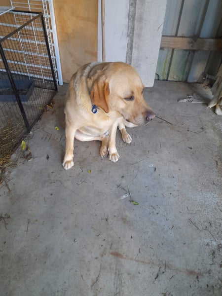 Golden Labrador Free to good home Carousel 1