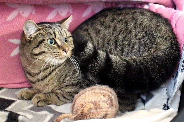 Cats Protection Canterbury - Katie Carousel 2