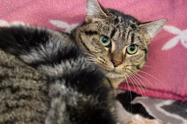 Cats Protection Canterbury - Katie Carousel 1