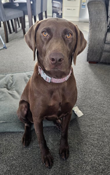 German Shorthaired Pointer Carousel 1