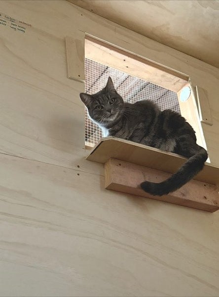Cats Protection Canterbury - Winter and Storm Carousel 2