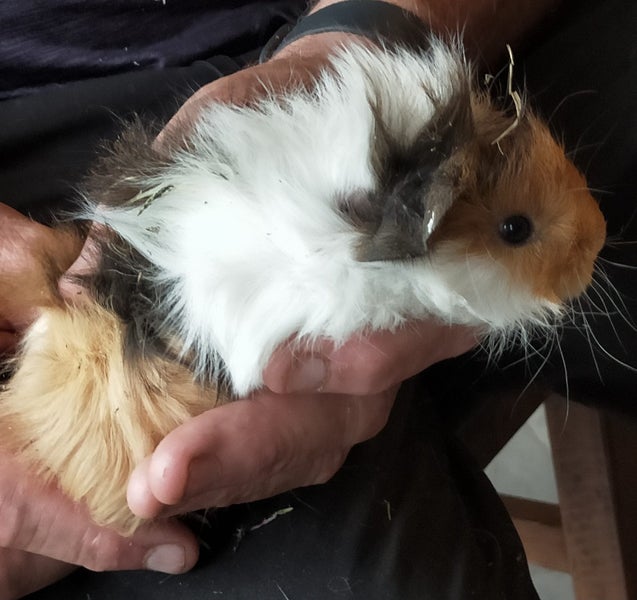 BABY GUINEA PIGS Carousel 2