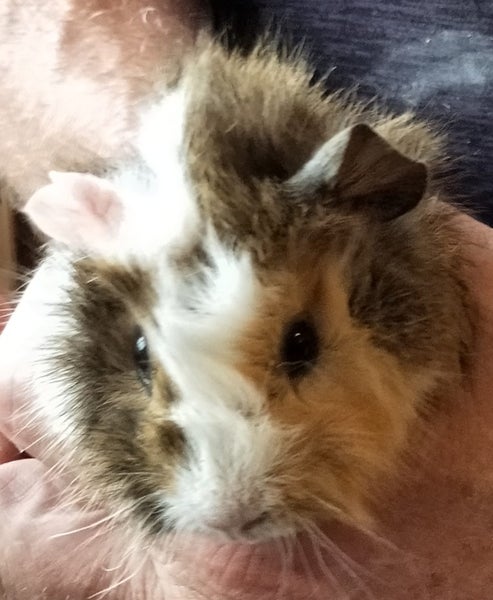 BABY GUINEA PIGS Carousel 1