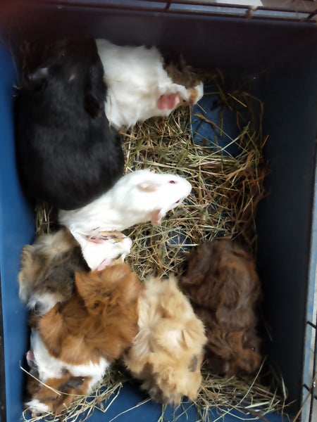 BABY GUINEA PIGS Carousel 12