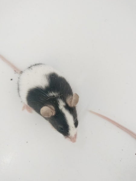Adorable female mice Carousel 2