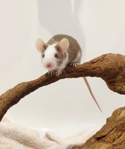 Adorable female mice Carousel 1