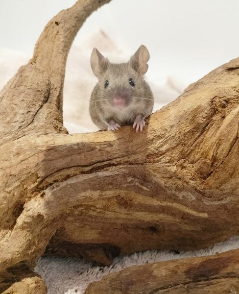 Adorable female mice Carousel 7