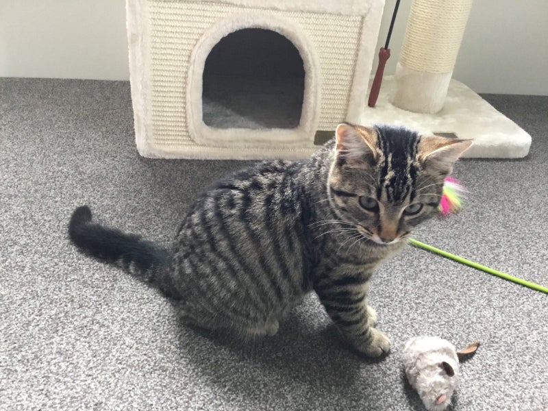 Kitten Carousel 3